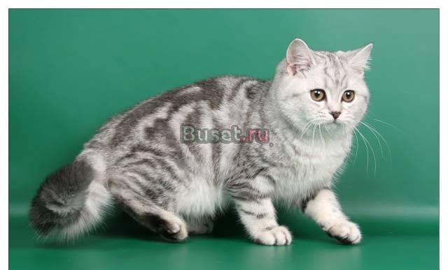 Котята Британские - черный мрамор на серебре Москва