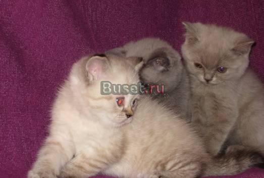 Британские котята разного окраса Казань
