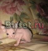 Продам донского сфинкса Красноярск