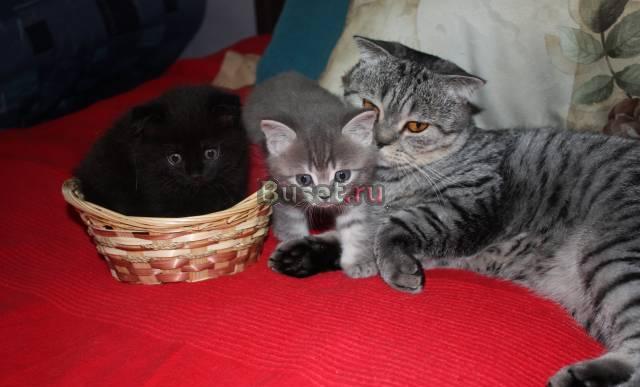 Британские котята Москва