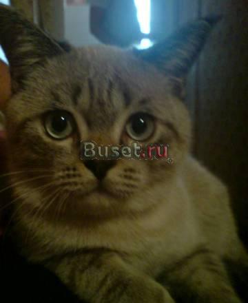 Кот приглашает кошечек Пермь