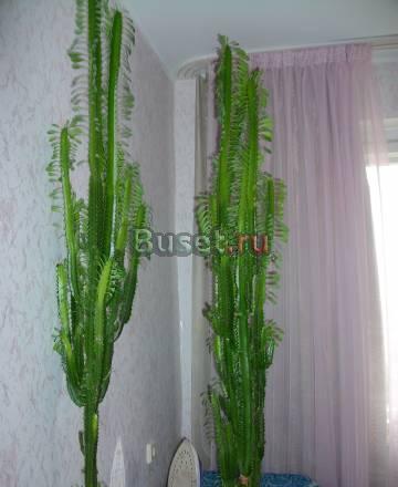 Молочай Челябинск