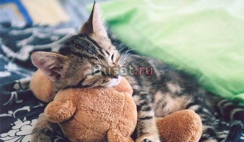 В дар очаровательные котята-полосатики Москва