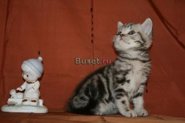 Британские котята  окрас Чёрный мрамор Москва
