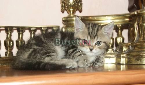 Продам британских котят Самара