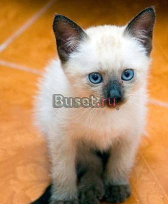 Котята Таганрог