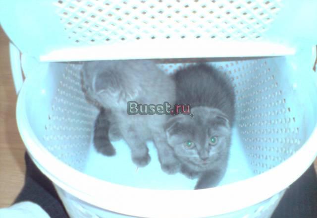 Британские, вислоухие и персидские котята Краснодар