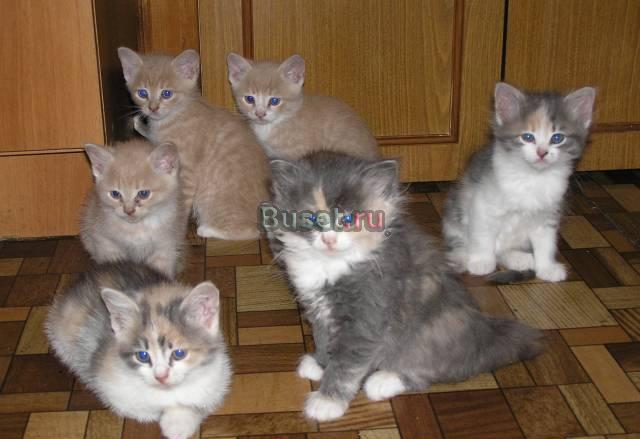 Котята 3-х цветные и рыжие Санкт-Петербург