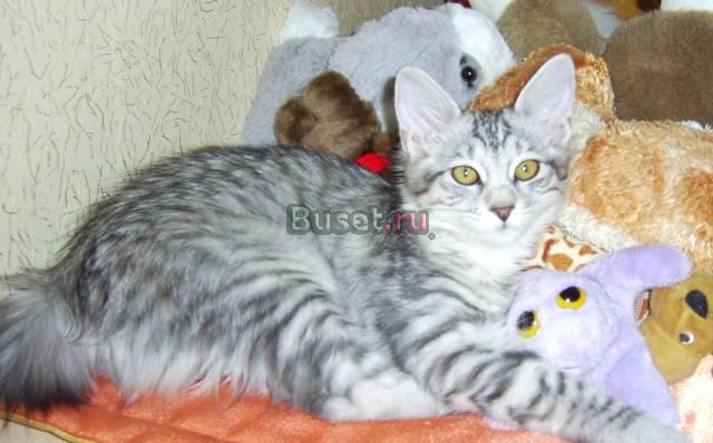 Котенок Курильского бобтейла Ангарск