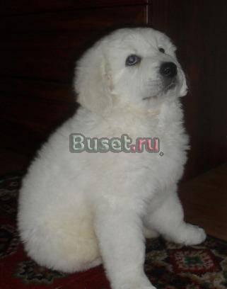 Щенки Польской Подгалянской Овчарки Воронеж