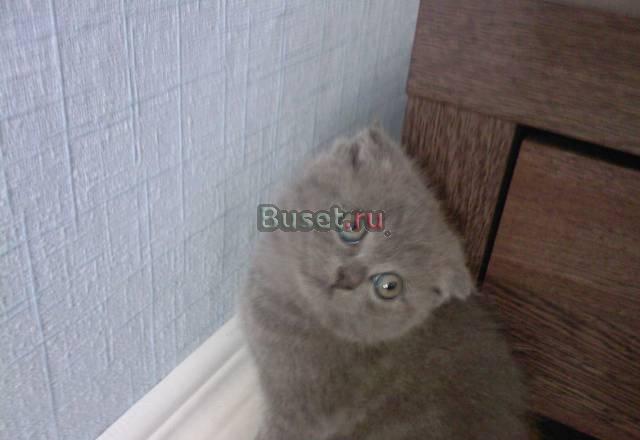 Продаётся британский вислоухий котёнок Москва