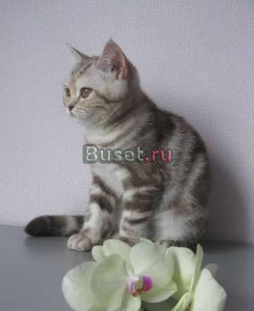 Белые  тигрицы Москва
