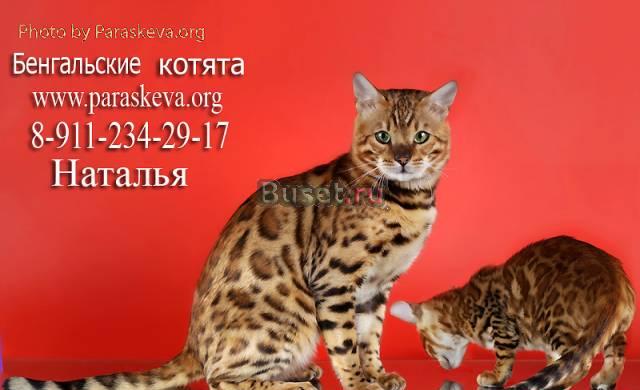 Бенгальские котята, бенгалы Санкт-Петербург
