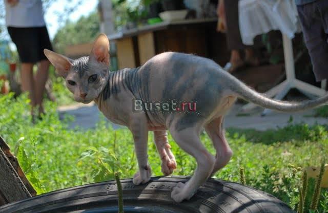 Продам котенка донского сфинкса (девочка) 3 мес Москва