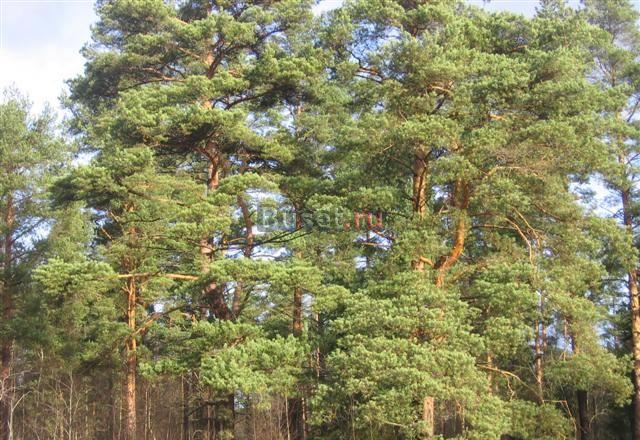  Громово уч-к 295 сот. в окр. соснового леса  Приозерск
