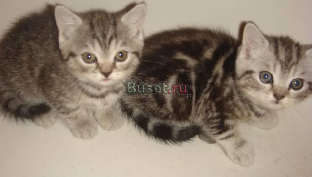 Продаем котят Екатеринбург