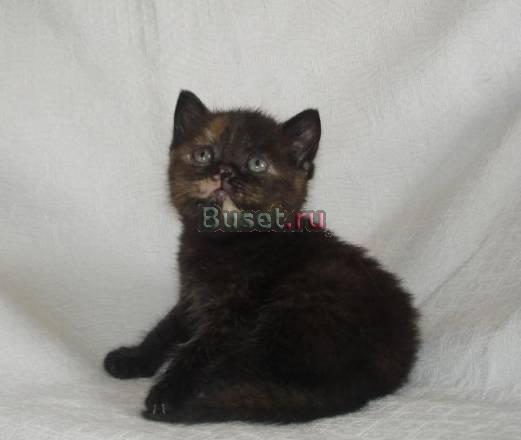 Cattery Brilliant FieldxBY Санкт-Петербург