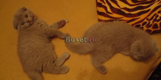 Продаются котята Санкт-Петербург