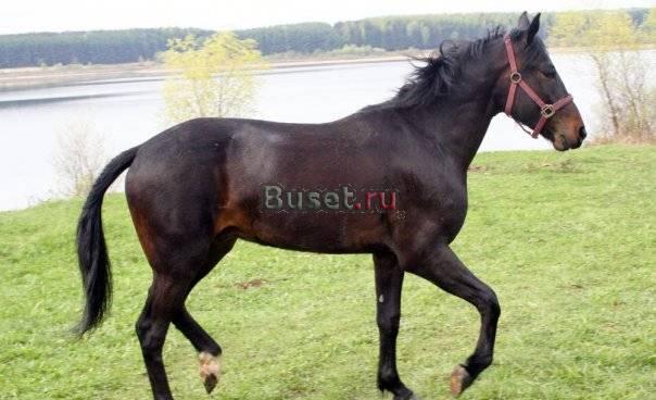 Мерин Карат, 5 лет Москва