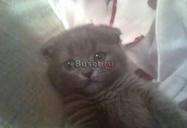 Вислоухие и прямоухие котята 2 мес недорого окрасы Москва