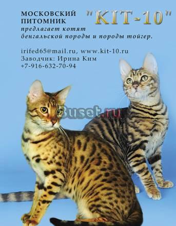 Бенгальские котята Москва