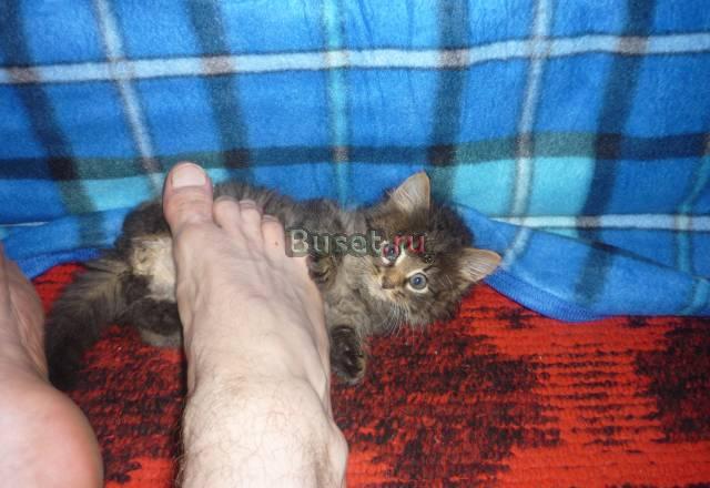 Котенок ищет дом Москва