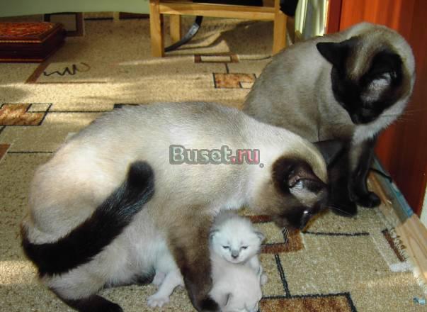 Котята тайские, скоро будет месяц как родились Москва