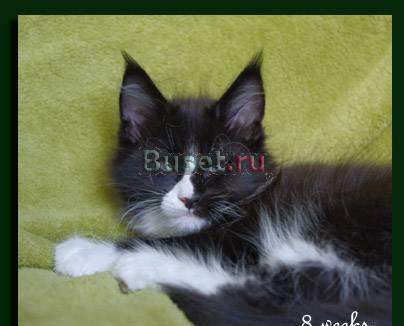 Котята мейн кун Санкт-Петербург