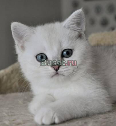 Британский котик - серебристая шиншилла с зелеными Санкт-Петербург
