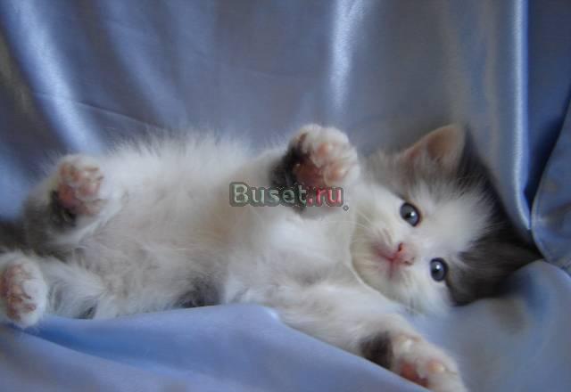 Котятки, 1,5 месяца в добрые руки Москва
