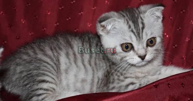 Британские  котята г Ивантеевка Москва
