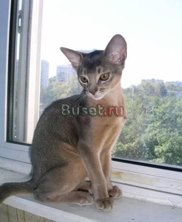 Абиссинский котенок Москва