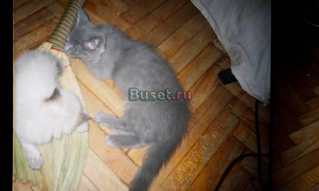 Котят от кота-полуперса и кошек-сестер - отдаю Санкт-Петербург