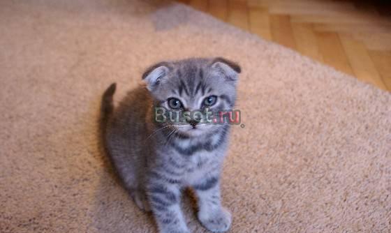 Продам шотландских котят Москва
