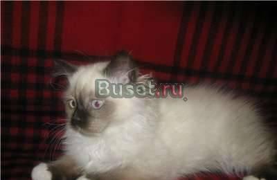 Котята редкой породы рэгдолл Москва