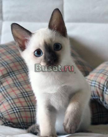 Тайские котята Санкт-Петербург