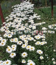 Корни ромашки и пион Краснодар