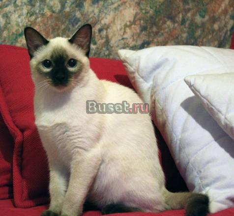 Тайские котята Санкт-Петербург