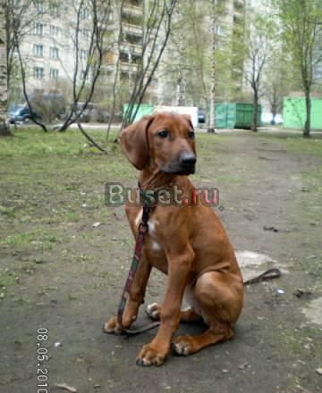 Щенки Родезийского риджбека Санкт-Петербург