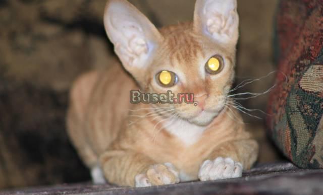 Котенок петербургского сфинкса Москва