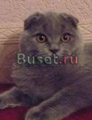 Вязка с вислоухим, голубым котом Москва