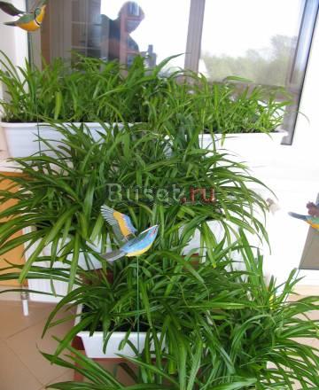 Хлорофитум, который хорошо очищает воздух в помеще Псков