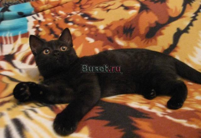 Черная британская плюшевая кошечка Москва
