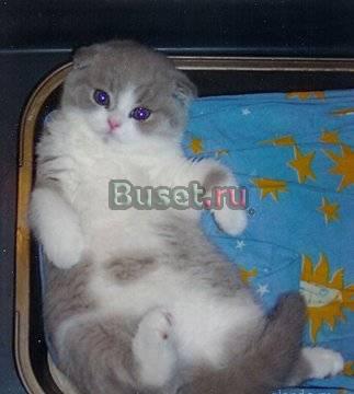 Шотландские вислоухие и Британские котята Москва