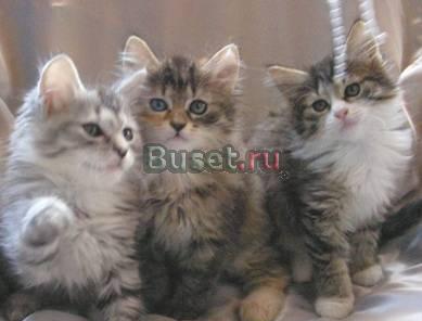 Котята-метисы норвежского лесного кота Москва