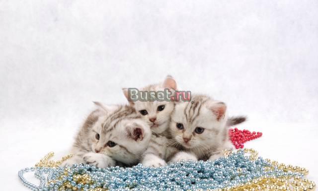Британские элитные котята-тигрята Санкт-Петербург
