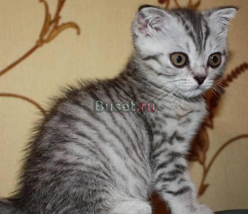 Британские клубные  котята г Ивантеевка Москва