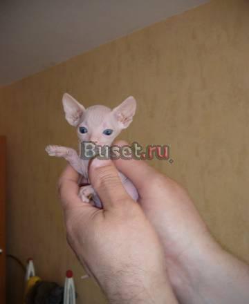 Кошечка донского сфинкса 4 мес. недорого Кемерово