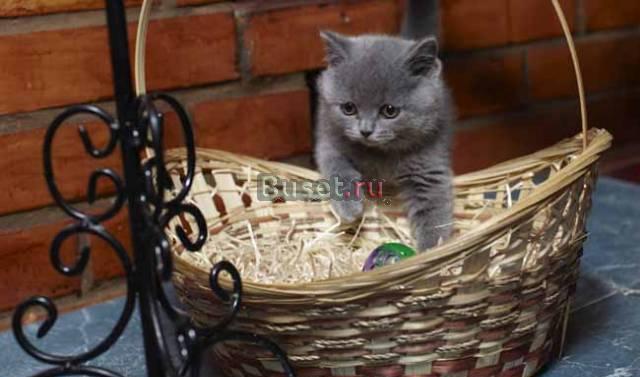 Приглашаем выбрать себе котенка Москва