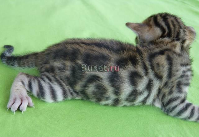 Красивые Бенгальские котята Москва